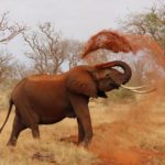 Conservation de la nature - WWF- ong internationale -