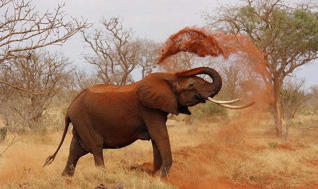Conservation de la nature Conservation de la nature - WWF- ong internationale -