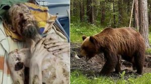 Russie : Un Homme sauvait après avoir été conservé comme nourriture par un ours pendant un mois