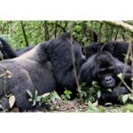 Sud kivu-gorilles-parc-kahuzi-biega