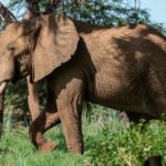 elephant-4393034_1920