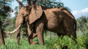 elephant-4393034_1920
