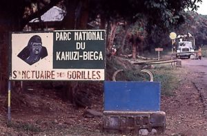 Kahuzi Biega Gorille