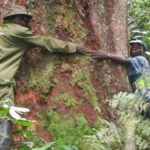 le parc national de Kahuzi-biega