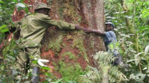le parc national de Kahuzi-biega