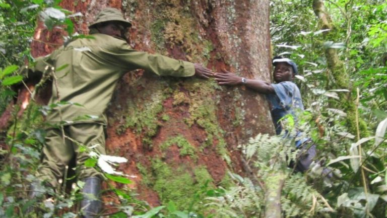 le parc national de Kahuzi-biega