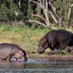 Nord-Kivu pêcheur hippopotame parc Virunga Binza