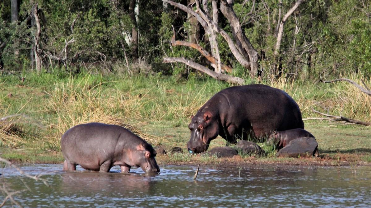 Nord-Kivu pêcheur hippopotame parc Virunga Binza