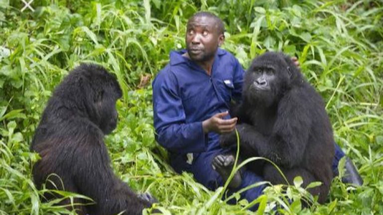 Nord-Kivu - COVID19 le parc national de Virunga suspend temporairement les visites touristiques