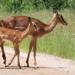 Rutshuru - clôture autour du parc national de Virunga