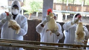 épizootie des caprins et des porcs