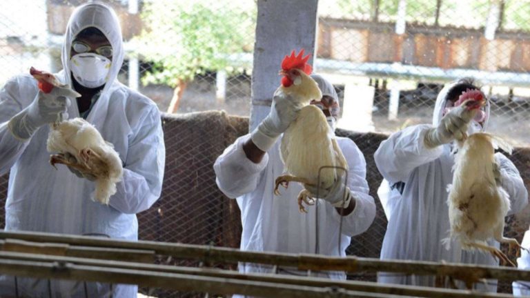 épizootie des caprins et des porcs