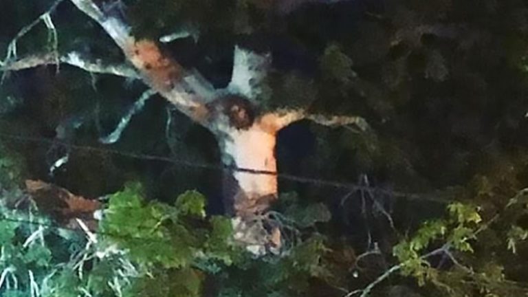 une image en forme de Jésus apparaît dans un arbre