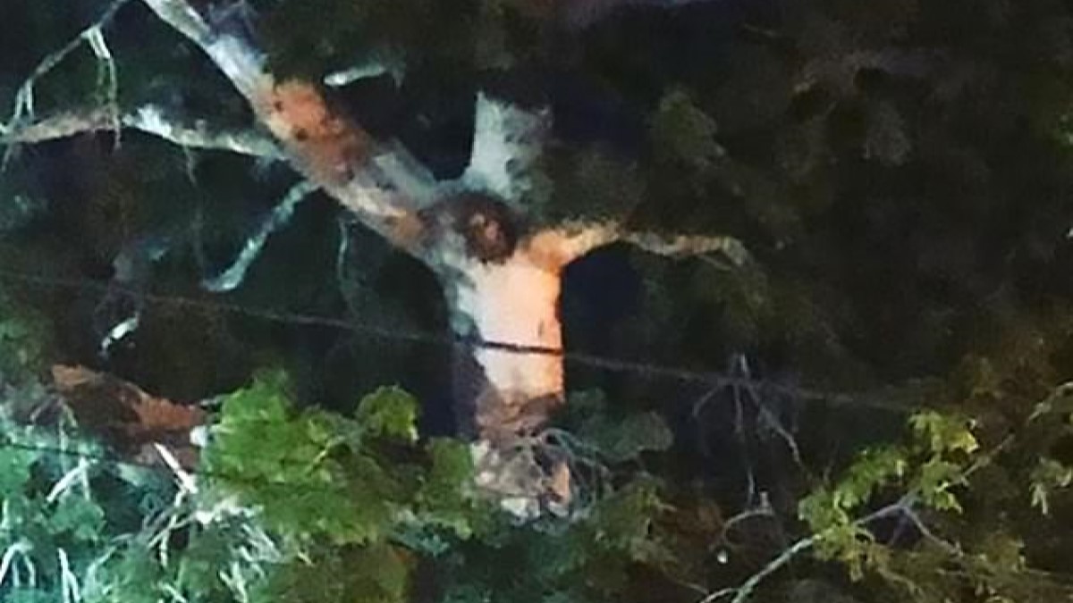 une image en forme de Jésus apparaît dans un arbre