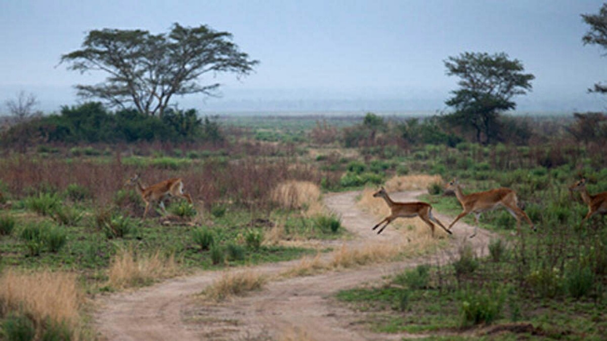 Rutshuru parc virunga