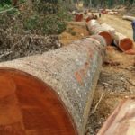 la société ENRA exploite illégalement du bois à Bangole