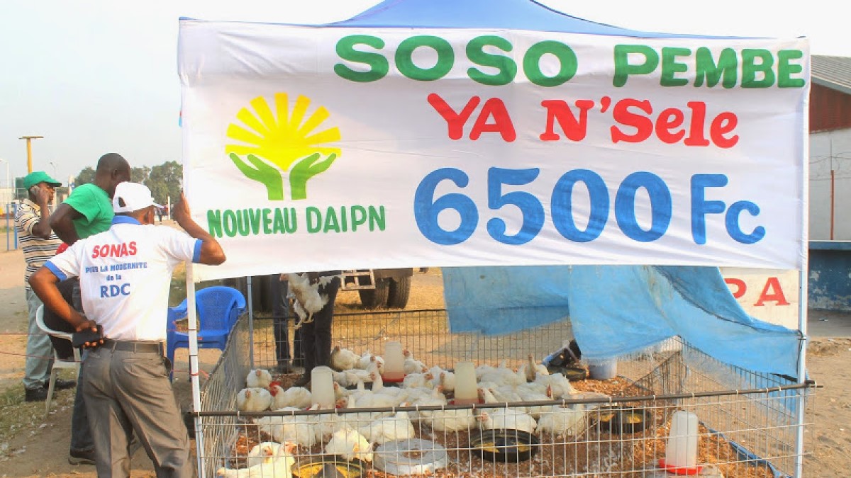 daipn rdc snele kinshasa