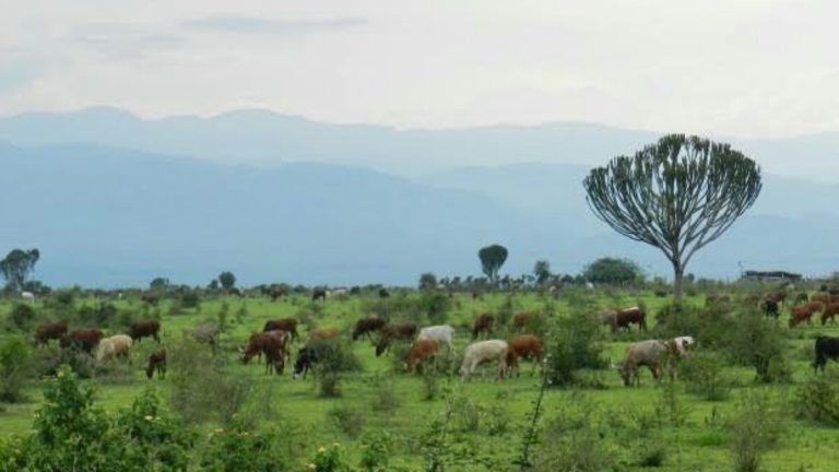territoire d’Uvira.