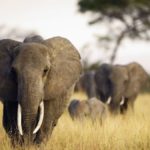 Parc virunga éléphant