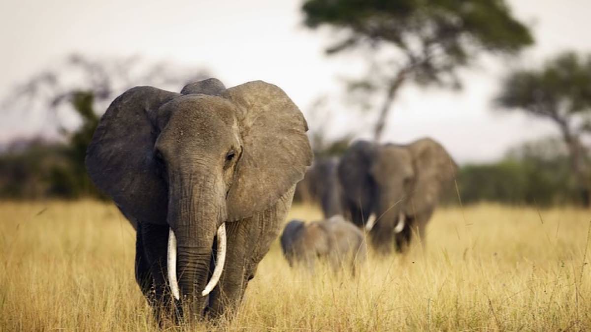 Parc virunga éléphant