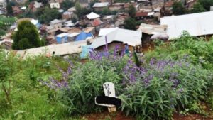 Bukavu cimetière de la Ruzizi