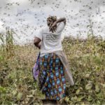 rutshuru Criquet pèlerin afrique nord kivu