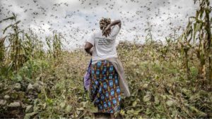 rutshuru Criquet pèlerin afrique nord kivu