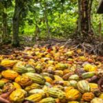 Beni : lutte contre la fraude transfrontalière du café et du cacao