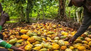 Beni : lutte contre la fraude transfrontalière du café et du cacao