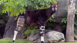 Okapi