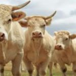 Lomami : la présence de milliers de bovins sème la panique