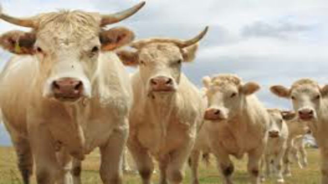 Lomami : la présence de milliers de bovins sème la panique