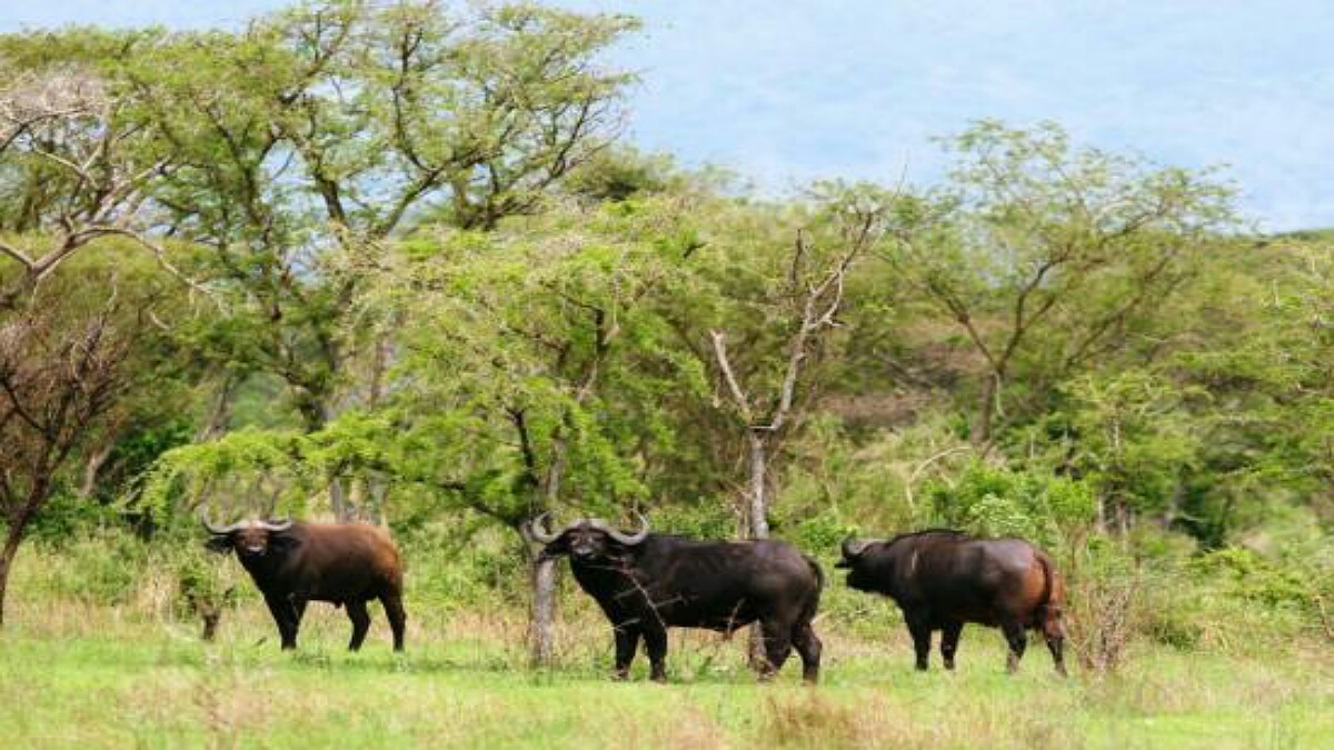 des buffles à Kavange