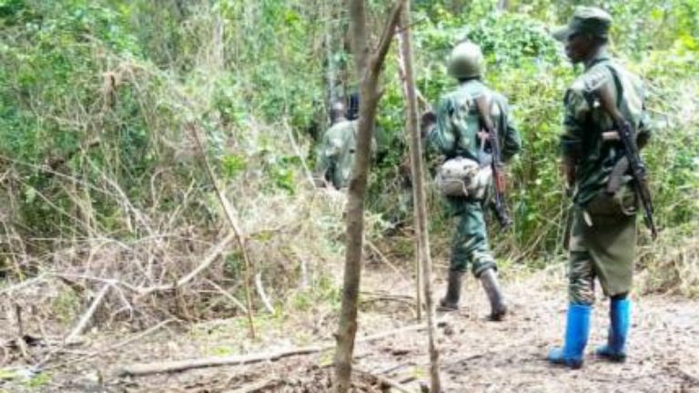 ADF près de Semuliki