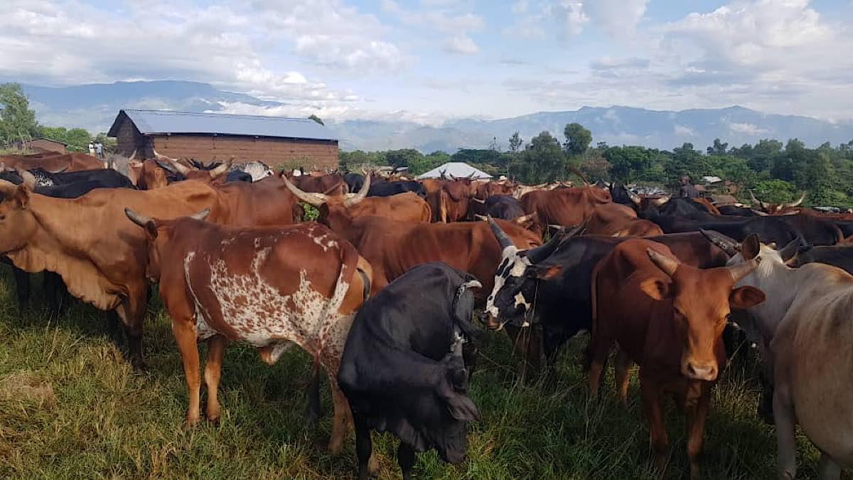 Uvira : Plus de 30 vaches emportées par des bandits armés dans la plaine de Ruzizi