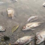 Pollution Rivière Kasai Tshikapa