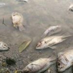 Pollution des rivières Tshikapa et Kasaï