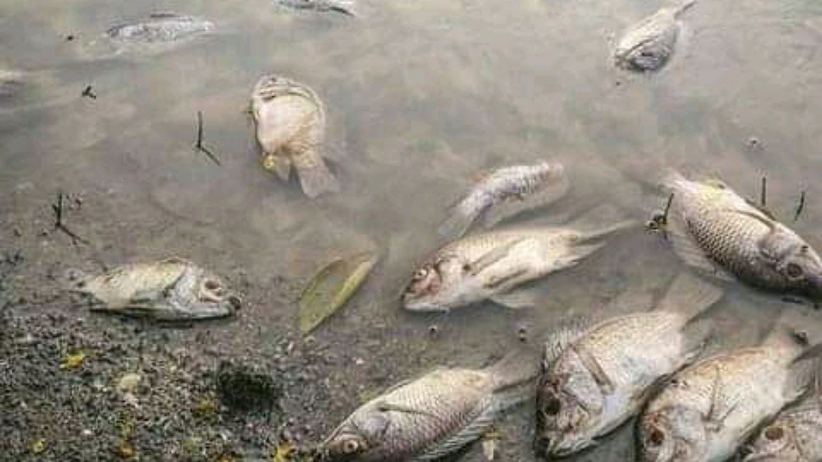 Pollution des rivières Tshikapa et Kasaï