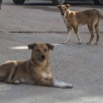 Beni – journée contre la rage : le service de l’AGRIPEL déplore l’errance des chiens dans la ville