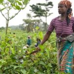 Beni – journee de la femme rurale : la femme d’Oïcha gagne plus par rapport à celle de Kyondo et Bunyuka (recherche scientifique)