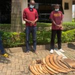 Rwanda RD Congo trafiquants ivoires éléphants