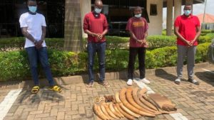 Rwanda RD Congo trafiquants ivoires éléphants