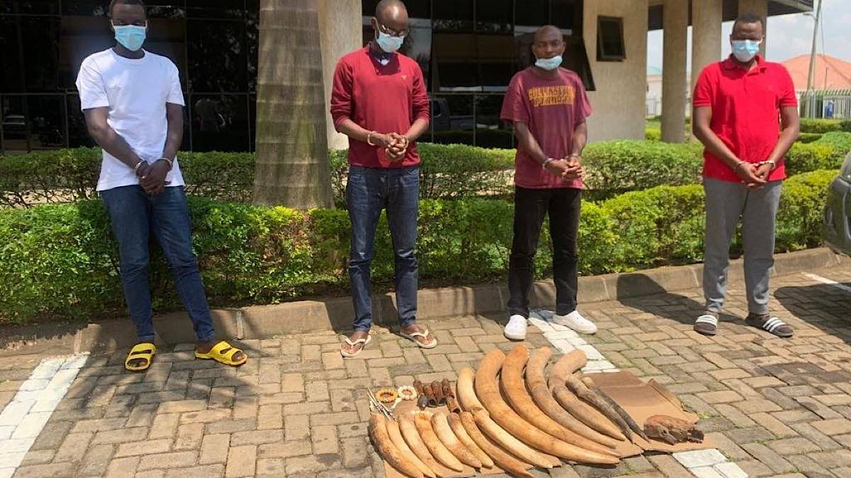 Rwanda RD Congo trafiquants ivoires éléphants