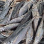 poisson_chinchard_namibia rdc