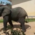 éléphant dans la cité de Lukula, secteur de Mfubu au Kongo Central