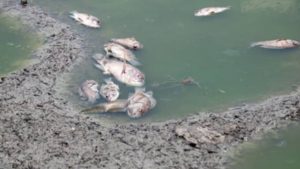 57130266 FE44 4F37 8468 EB49C3F9557C 300x169