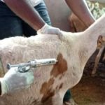 Beni pêche et élevage vaccination des chèvres peste des petits ruminants
