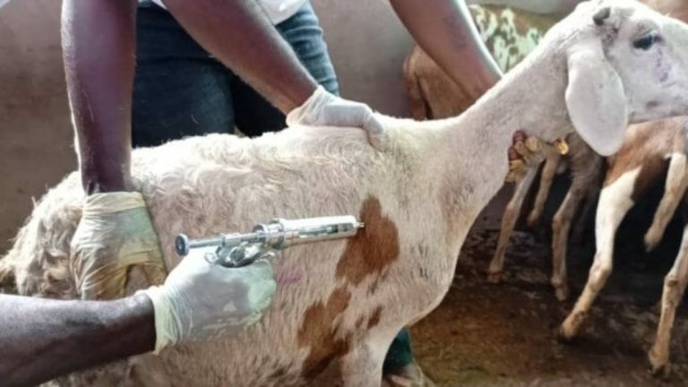 Beni pêche et élevage vaccination des chèvres peste des petits ruminants