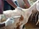 Beni pêche et élevage vaccination des chèvres peste des petits ruminants