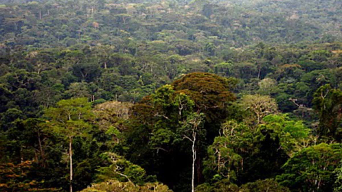 Beni : Les habitants du groupement Banande Kainama s’opposent à la création d’une forêt communautaire dans leur entité